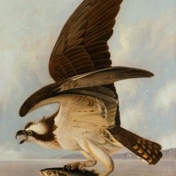Audubon Osprey_250