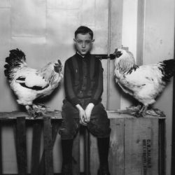two roosters with child sitting in the middle