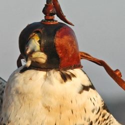 Falconry predator