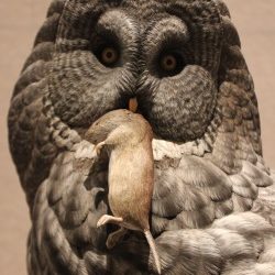 Large owl with mouse in its beak
