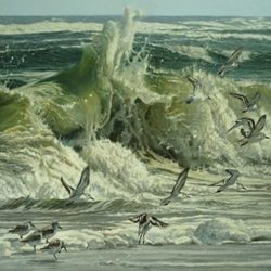 Sanderlings flying around beach