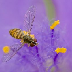 Amateur-1st-Best-in-Category-Nature-macro-micro-Bee-in-a-Flower-by-Karl-Leck.jpg