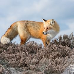 Amateur-1st-Place-Best-in-Category-Plants-and-animals-other-than-birds-Red-Fox-on-Heather-Dunes-by-Mitch-Adolph.jpg