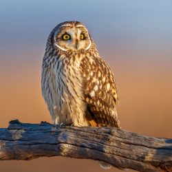 Amateur-2nd-Best-in-Category-Birds-Short-Eared-Owl-Perching-by-Jerry-amEnde.jpg