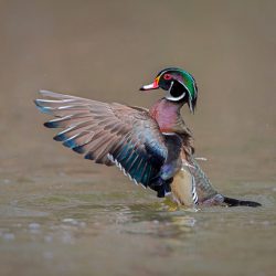 Amateur-3rd-Best-in-Category-Birds-Wood-Duck-Profile-by-Mitch-Adolph.jpg