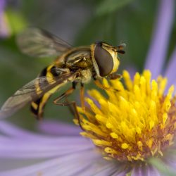 Amateur-3rd-Best-in-Category-Plants-and-animals-other-than-birds-Hoverfly-by-Andrew-Gosden-Hi-Res.jpg