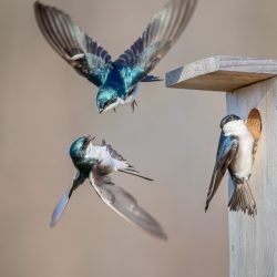 Amateur-Best-in-Division-Tree-Swallow-Fight-by-Jerry-amEnde.jpg