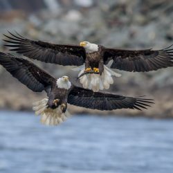 Amateur-Honorable-Mention-Birds-Bald-Eagle-Chase-by-Mitch-Adolph.jpg