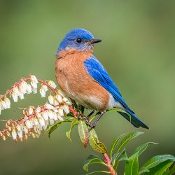 Amateur-Honorable-Mention-Birds-Eastern-Bluebird-by-Katherin-Swaboda.jpg
