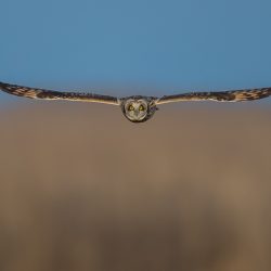 Amateur-Honorable-Mention-Birds-Short-Eared-Owl-Incoming-by-William-Pully.jpg