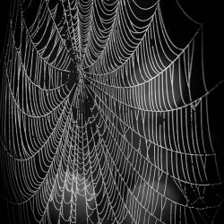 Amateur-Honorable-Mention-Black-and-White-Spider-Web-by-Robert-Howard.jpg