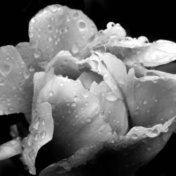 Amateur-Honorable-Mention-Black-and-white-Peony-by-Diane-Hunt.jpg