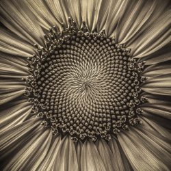 Amateur-Honorable-Mention-Black-and-white-Sunflower-Monochrome-by-John-Padbury.jpg