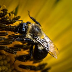 Amateur-Honorable-Mention-Nature-macro-micro-Bee-on-Sunflower-by-Robert-Howard.jpg