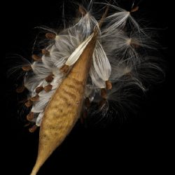 Amateur-Honorable-Mention-Nature-macro-micro-Milkweed-Seed-Pod-by-Karl-Leck.jpg