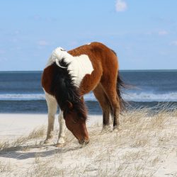 Amateur-Honorable-Mention-Plants-and-Animals-April-Star-on-the-Dunes-by-Ann-Richardson.jpeg