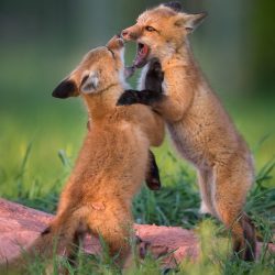 Amateur-Honorable-Mention-Plants-and-animals-other-than-birds-Red-Fox-Kit-Play-by-Jerry-amEnde.jpg