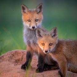 Amateur-Honorable-Mention-Plants-and-animals-other-than-birds-Red-Fox-Siblings-by-Jerry-amEnde.jpg
