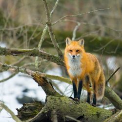 Peoples-Choice-The-Fox-in-the-Tree-by-Russell-Taylor-III.jpg