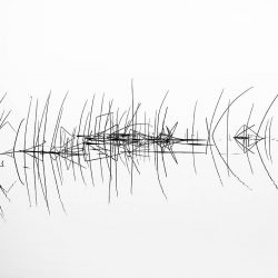 Professional-1st-Best-in-Category-Black-and-white-Marsh-Reeds-Reflections-by-Walter-Schumacher.jpg