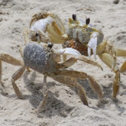 Youth-Honorable-Mention-Crab-Fight-by-Sean-Richardson.jpeg