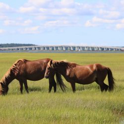 Youth-Honorable-Mention-Horses-by-the-Bridge-by-Sean-Richardson.jpeg