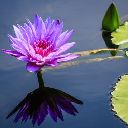 Youth-Honorable-Mention-Water-Lily-Study-by-Dylan-Green.jpg
