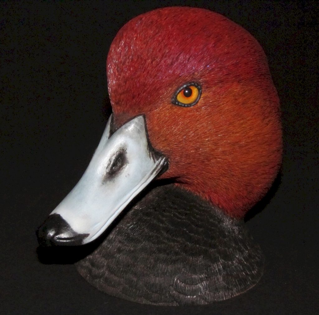 Redhead Drake Head Study By Laurie J Mcneil