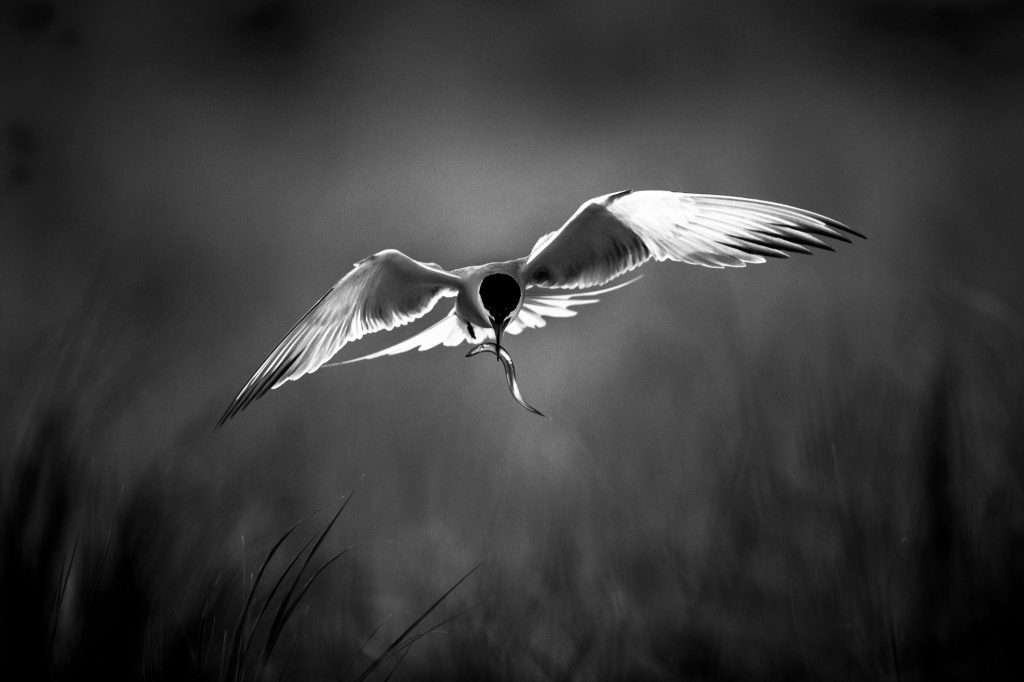 Black and White - Third in Category - Final Delivery by Nikunj Patel