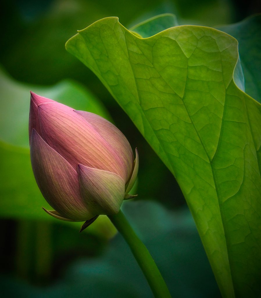 Plants Second In Category Lotus Curve By Kathleen Furey