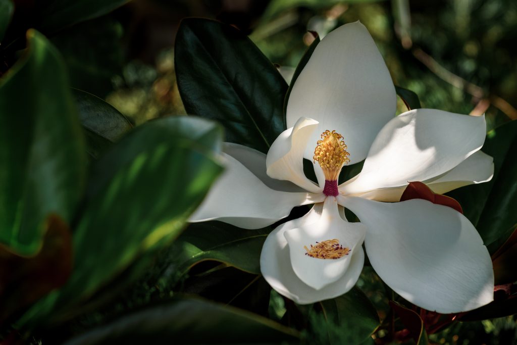 Plants Third In Category Sweet Magnolia By Judy Haran
