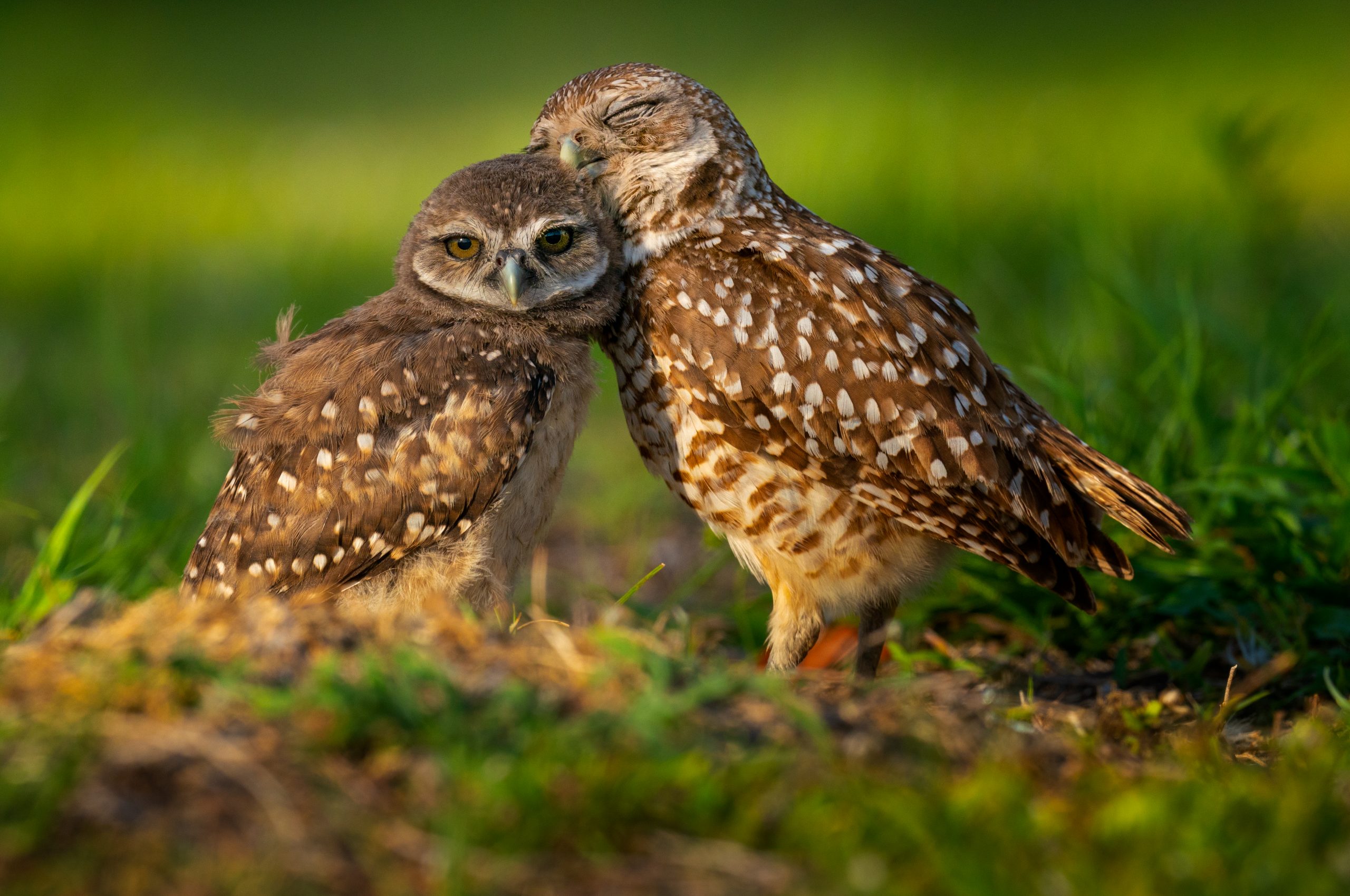 Grand Champion - Affection by Robin Harrison