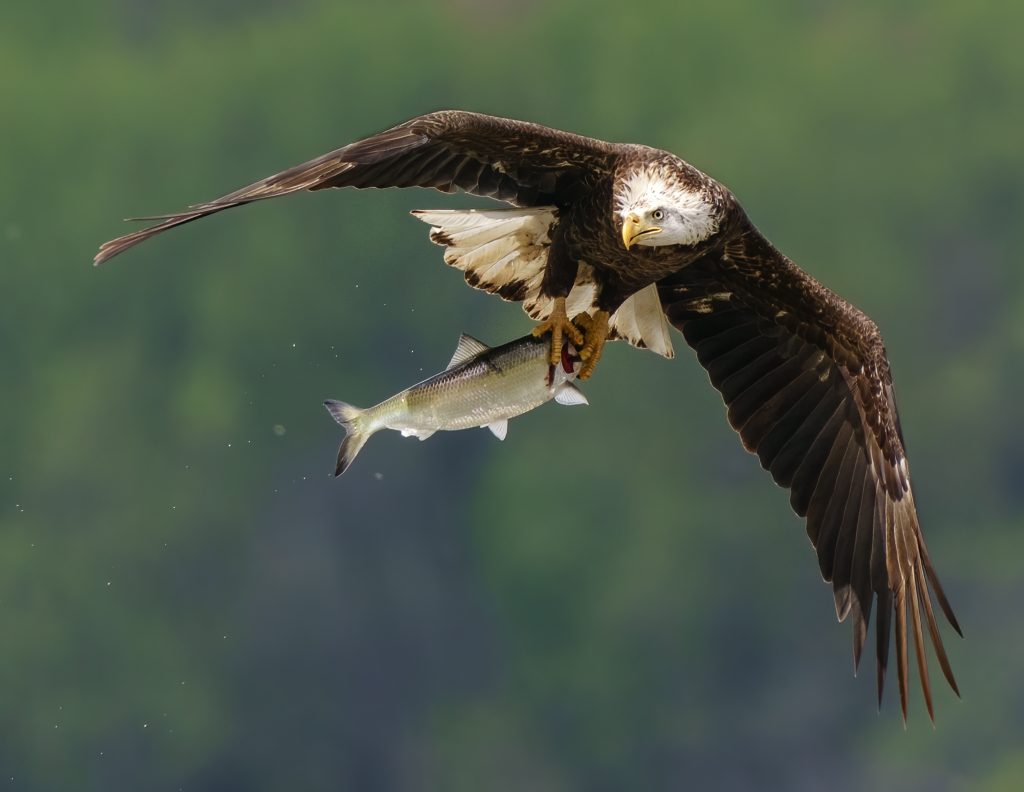 Birds Honorable Mention Bald Eagle With Shad By Jerry Amende