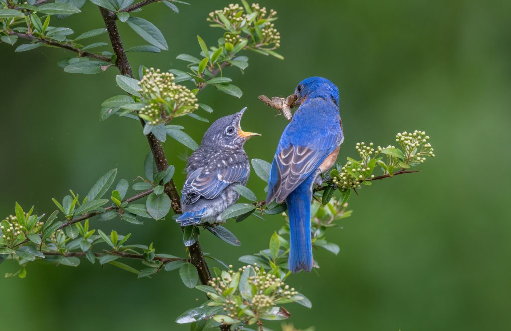 Birds Honorable Mention Fledgling Eastern Bluebird And Dad By William Pully