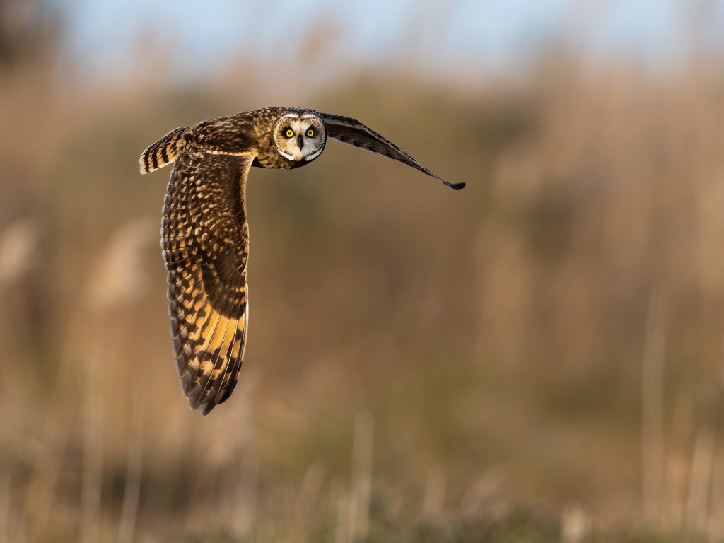 Birds Honorable Mention Short Eared Owl By Jerry Amende