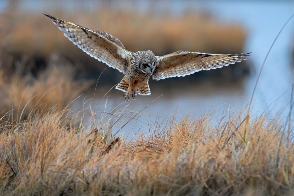 Birds Second In Category Short Eared Owl By John Adolph