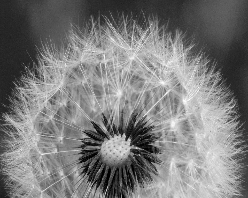 Black And White Honorable Mention Dandelion By Mike Eubanks