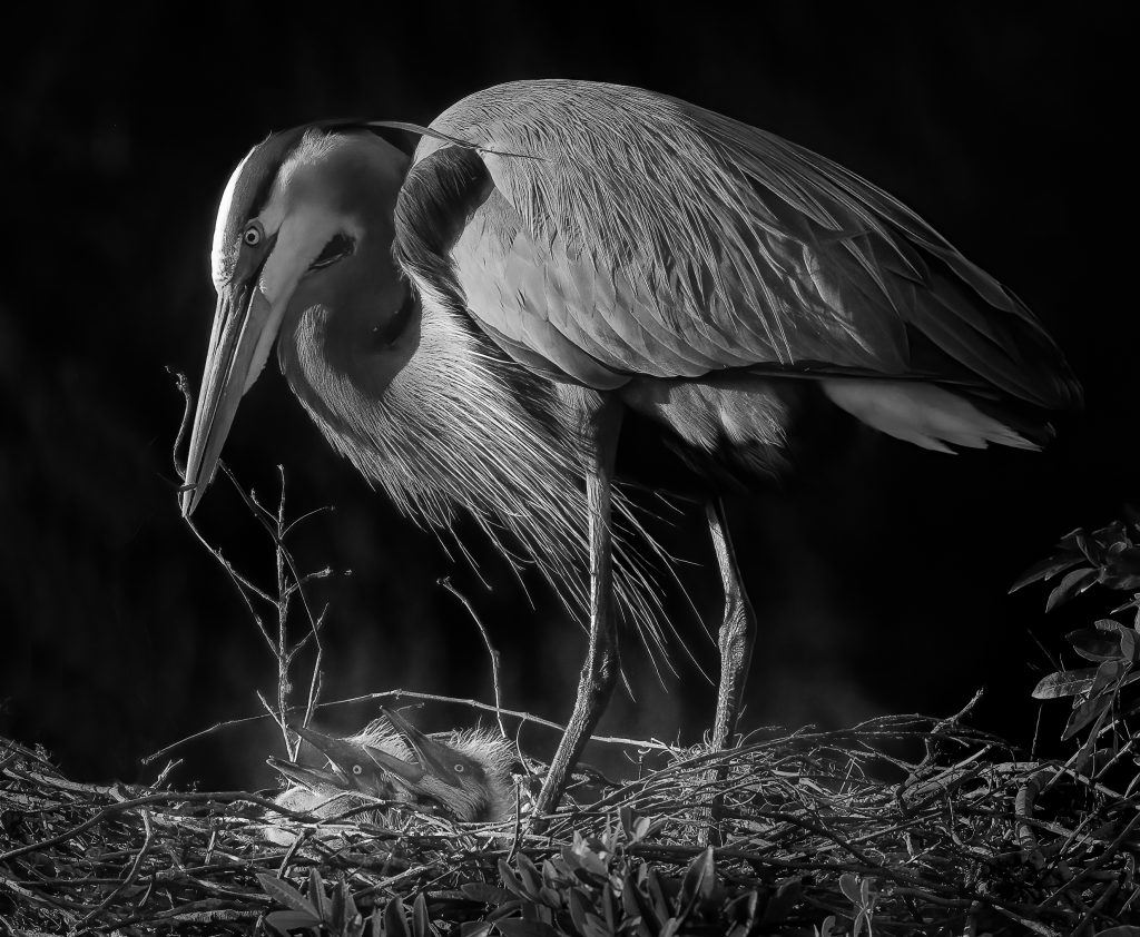 Black And White Honorable Mention Whats For Supper By Judy Haran