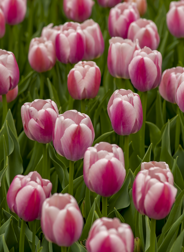 Festival Best In Category Pink And White Didier's Tulips By Steven Bergman