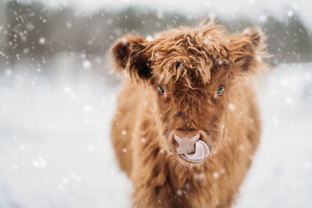 Honorable Mention Animals Other Than Birds Cows First Snow By Heather Robinson