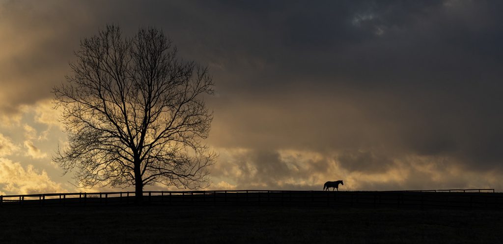 Natural Landscape Honorable Mention Horse On A Hill By Ray Parisi