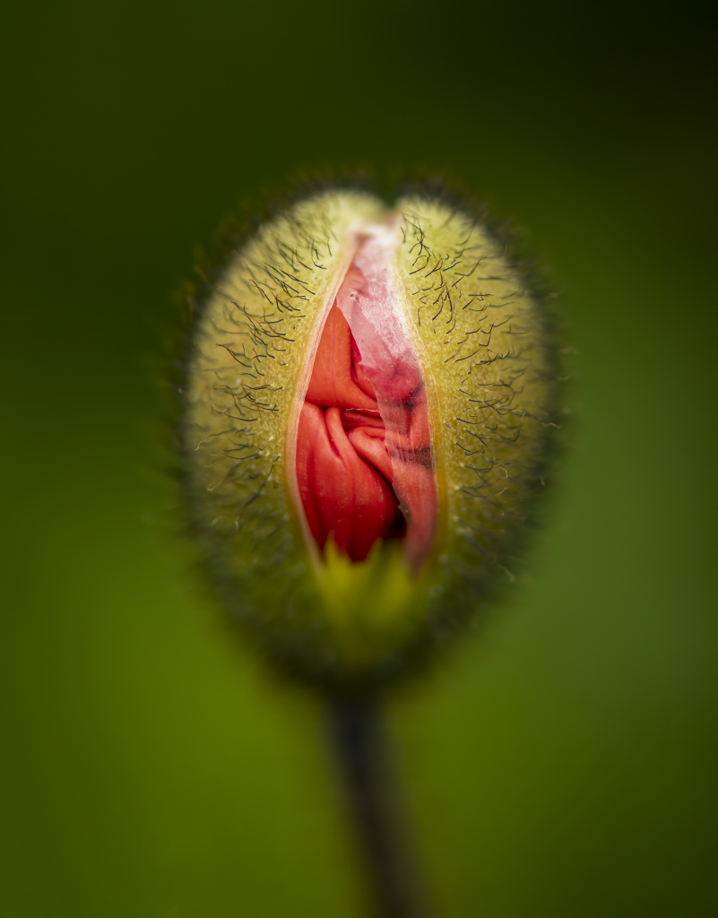 Plants Honorable Mention Budding Red Poppy Bud Spring By Steven Bergman