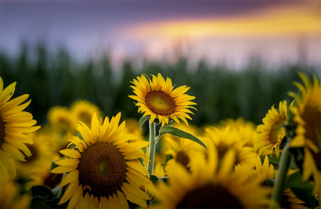 Plants Second In Category Sunflower Field By Arden Haley