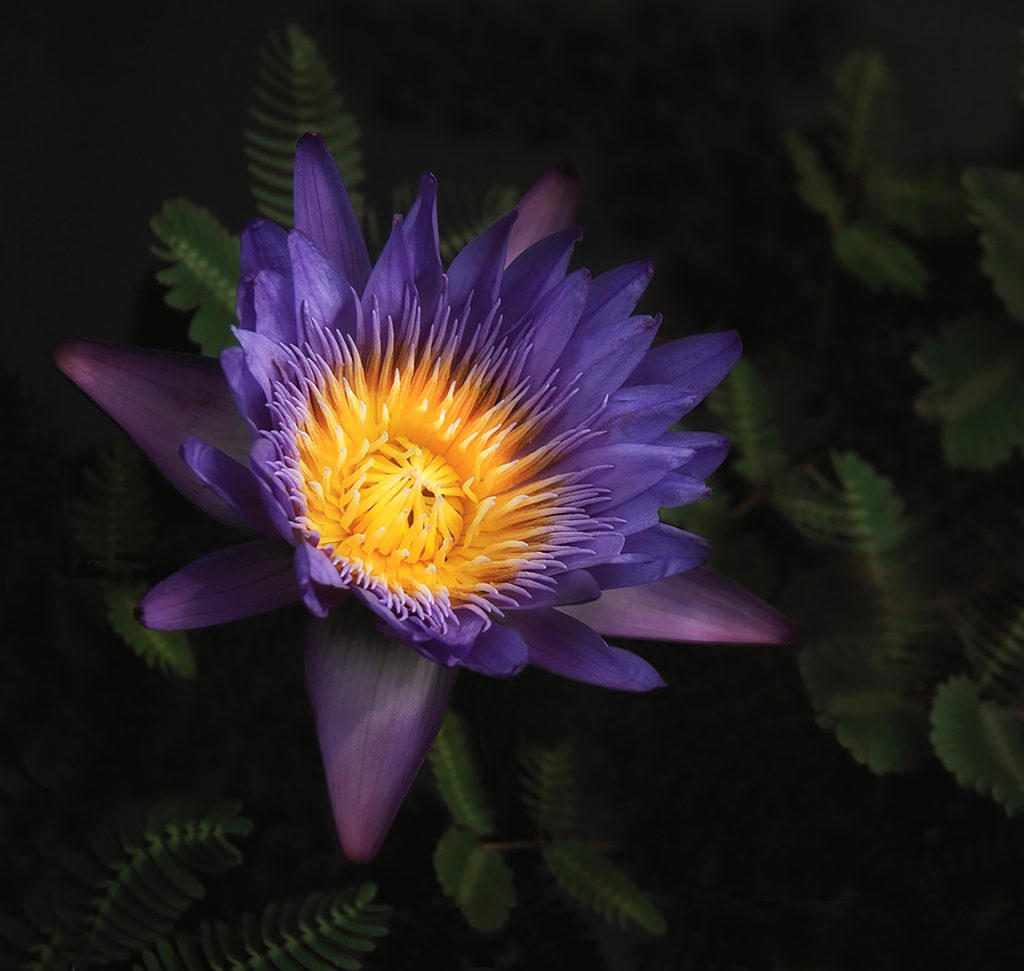 Plants Third In Cateogry Purple Water Lily By Kathleen Furey