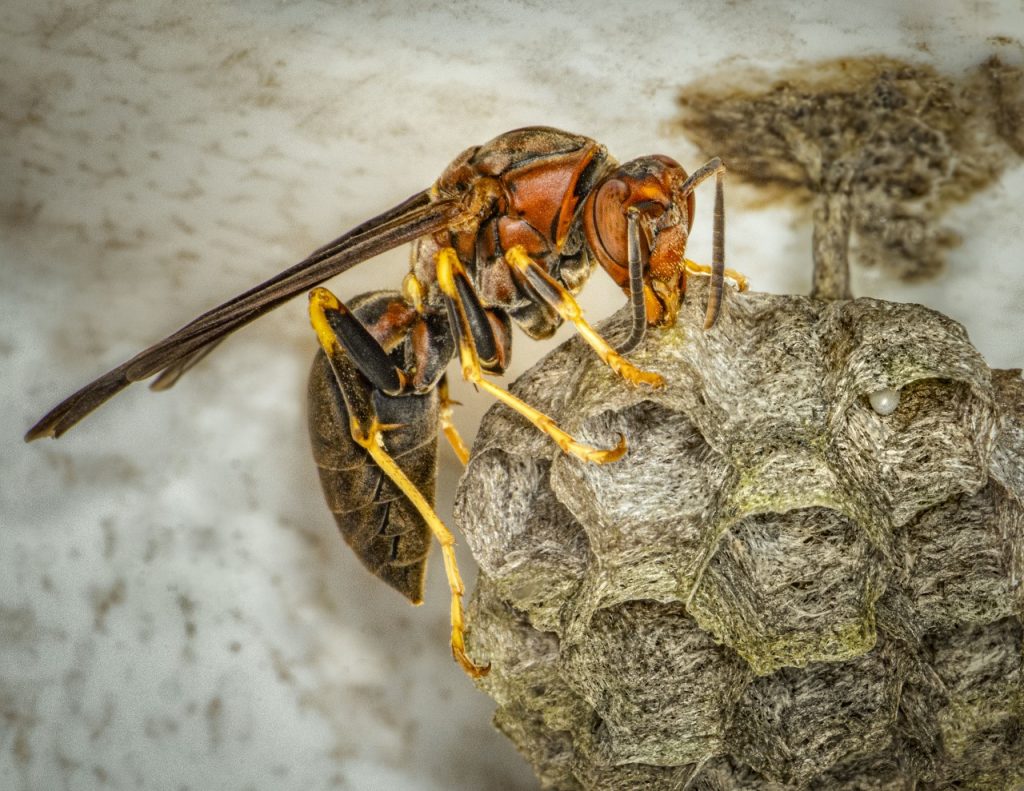 Third In Category Animals Other Than Birds Queen Hornet Tending To Nest And First Egg By Paul Biederman