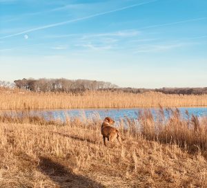 Youth Honorable Mention A Retriever Enjoying Winter On The Water By Colton Murray