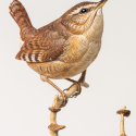 “Winter Wren” By Josh Guge Featured in the 2021 “Birds in Art show” Leigh Yawkey Woodson Art Museum